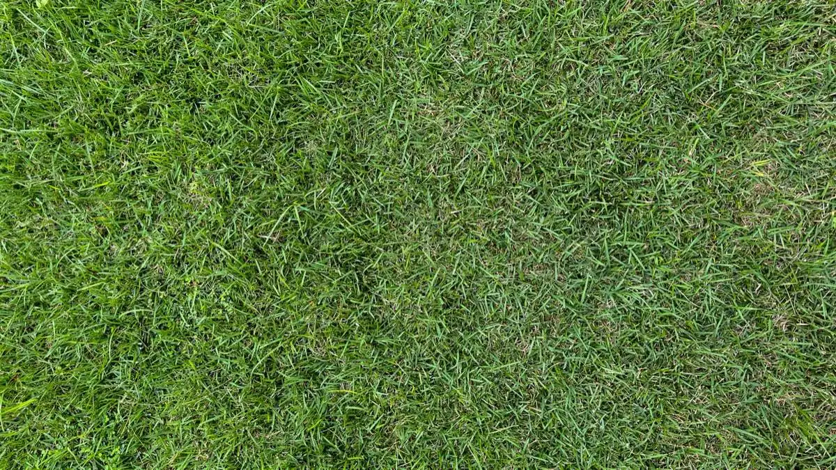 sod installation in Brownsville, TX