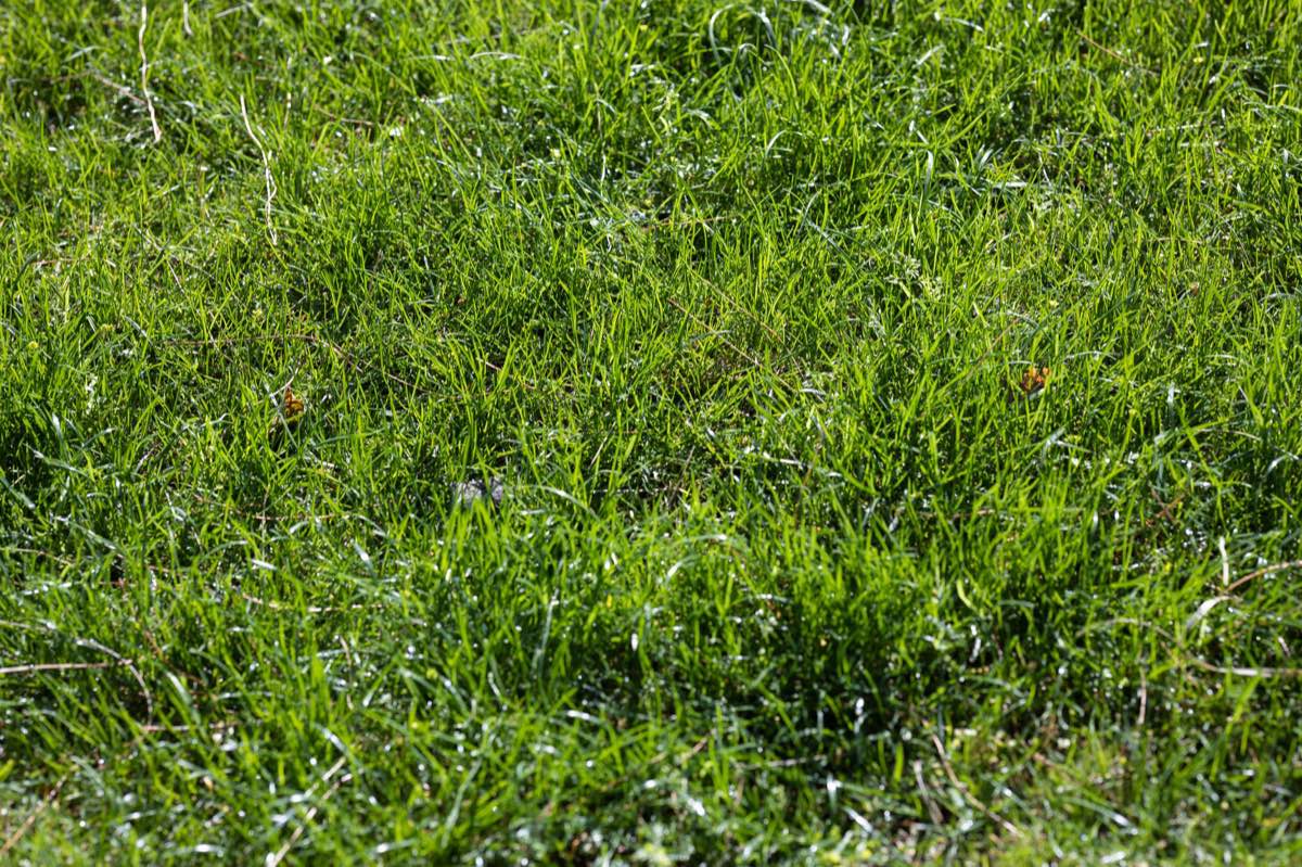 Sod Removal & Replacement in Brownsville, TX