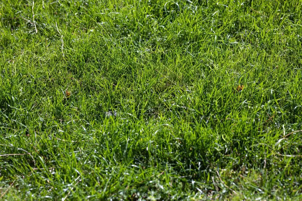 Sod Removal & Replacement in Brownsville, TX