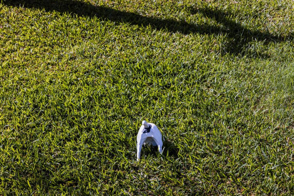 New Lawn Establishment in Brownsville, TX