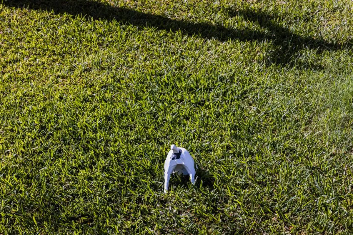 New Lawn Establishment in Brownsville, TX