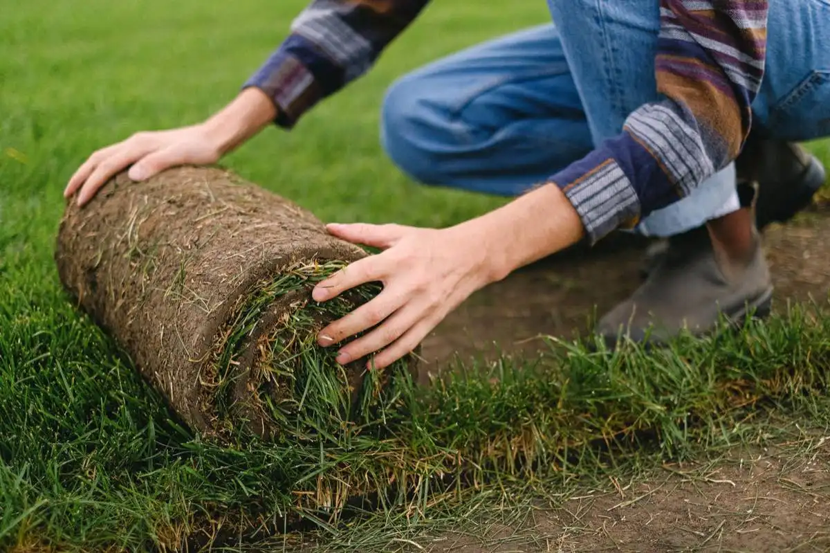 sod installation project in Brownsville, TX — 3